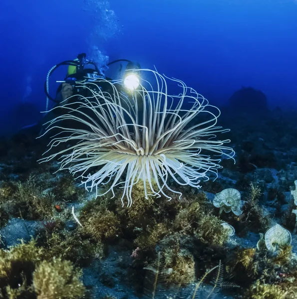 Tube Anemones — Stock Photo, Image