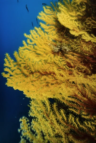 Yellow gorgonian — Stock Photo, Image