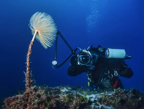 Underwater photographer taking pictures of a nudibranch — Stock Photo, Image