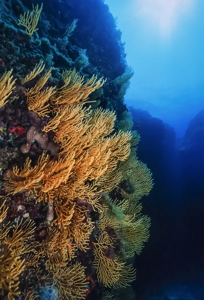 Gorgonians — Stok fotoğraf