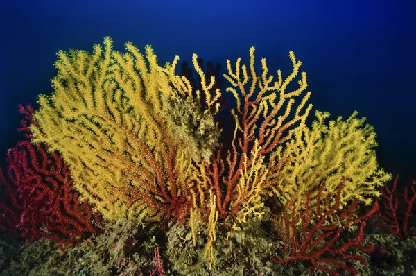 Orange spiny sea rod — Stock Photo © johnanderson #51243889