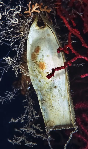 Shark eieren op een rode Hoornkoralen — Stockfoto