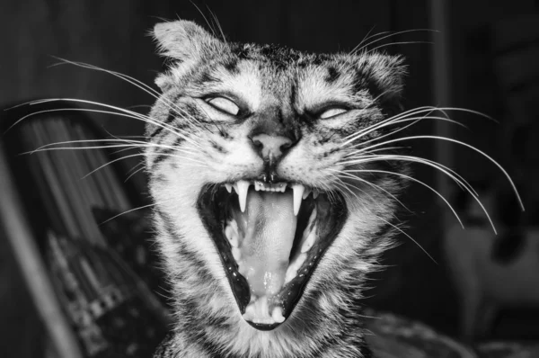 Angry and aggressive cat — Stock Photo, Image