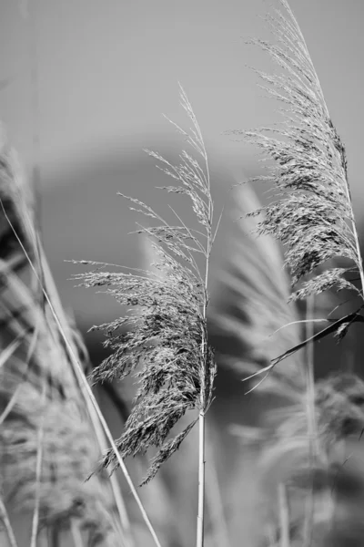 Weeds — Stock Photo, Image