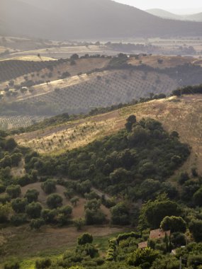 İtalya, Toskana, kırsal ve capalbio görülen wineyards