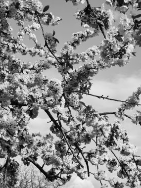 Armut ağacı çiçeği.