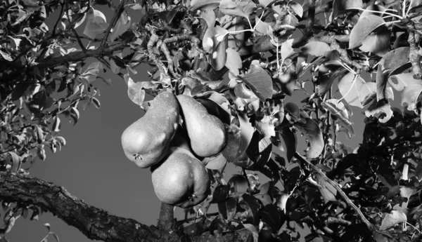 Päronträd — Stockfoto