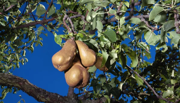 Päronträd — Stockfoto