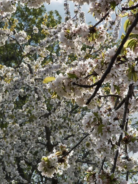 Blossom дерев груша — стокове фото