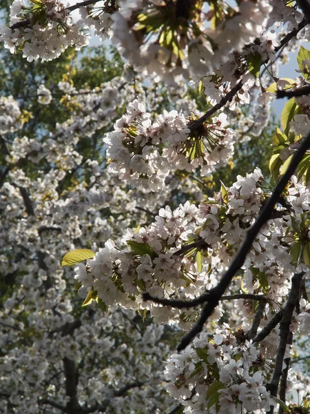 Blossom дерев груша — стокове фото