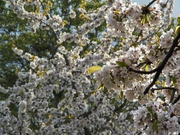 Flor de árvore de pêra — Fotografia de Stock