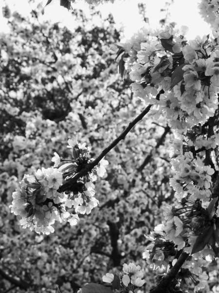 Flor de árbol de pera — Foto de Stock