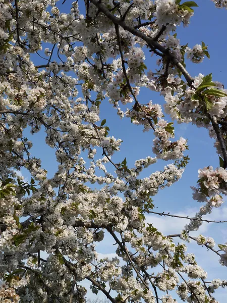 Blossom дерев груша — стокове фото