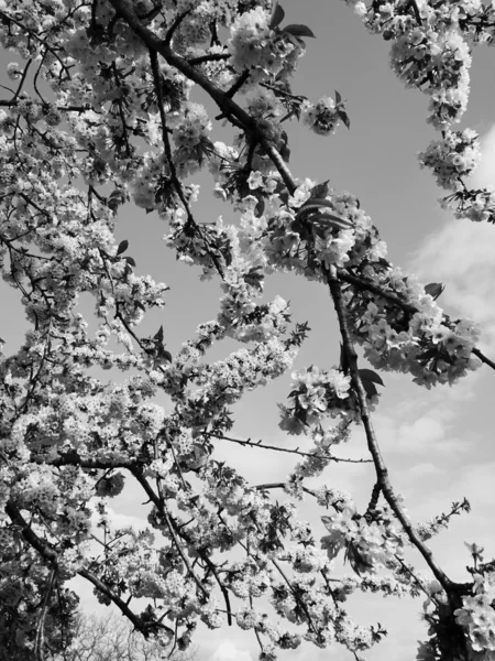 Flor de árvore de pêra — Fotografia de Stock