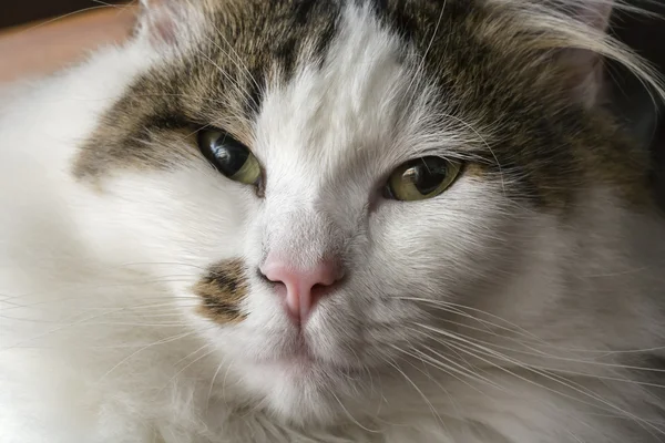 Retrato de gato doméstico — Fotografia de Stock