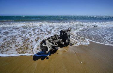 kıyıya taşınan bole