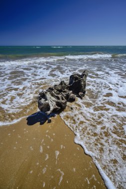 kıyıya taşınan bole
