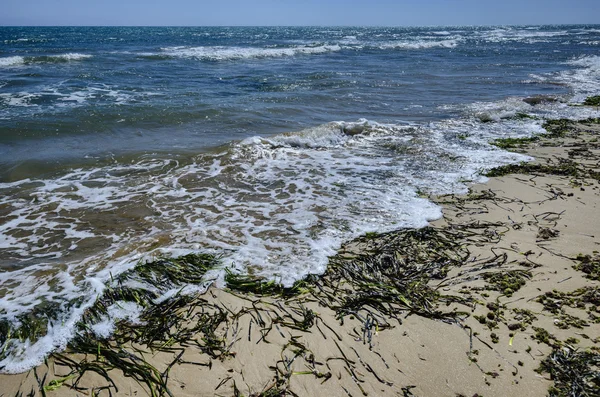 Seaweeds ashore Playa Grande — Stock Photo, Image