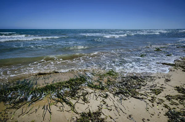 Seaweeds ashore Playa Grande — Stock Photo, Image