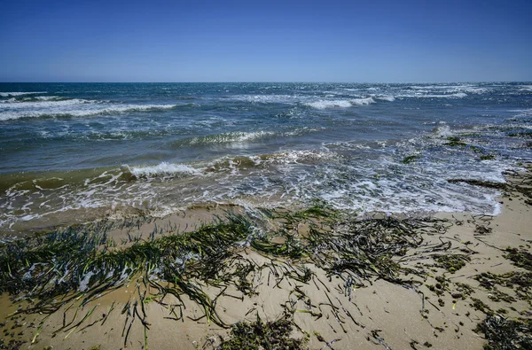 Algen an Land playa grande — Stockfoto