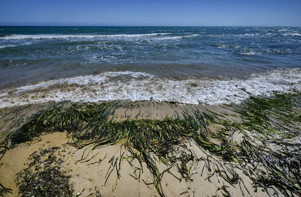 Seaweeds ashore Playa Grande — Stock Photo, Image