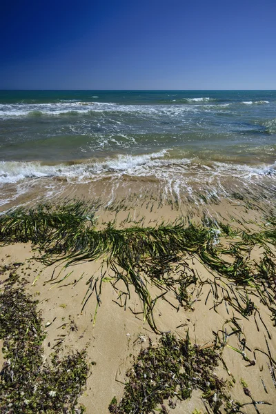 Seaweeds ashore Playa Grande — Stock Photo, Image