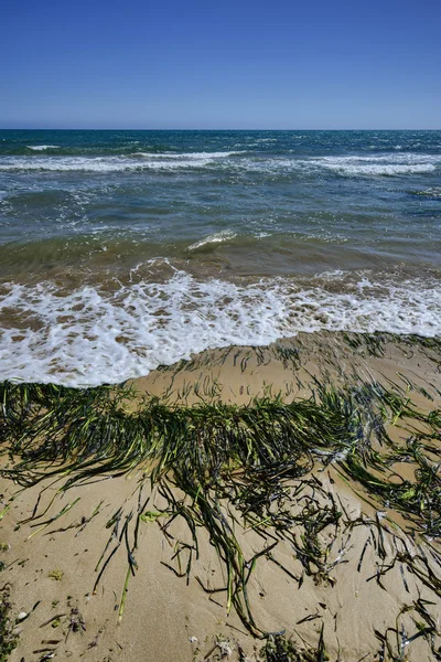 Seaweeds ashore Playa Grande — Stock Photo, Image