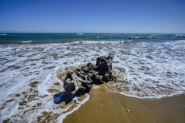 Bole carried ashore — Stock Photo, Image