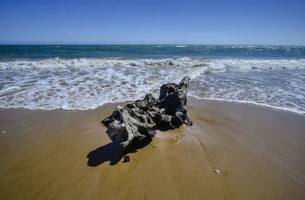 Bole carried ashore — Stock Photo, Image