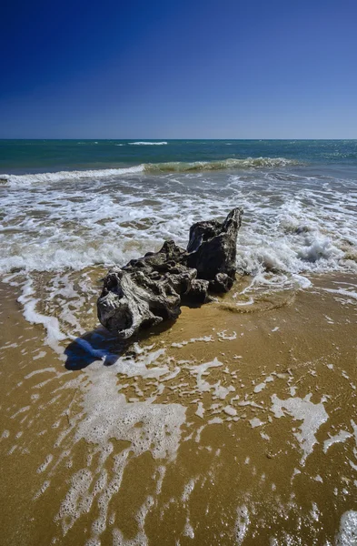 Bole carried ashore — Stock Photo, Image