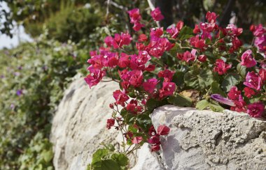Kırmızı bouganvilleas bir bahçe