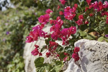 Kırmızı bouganvilleas bir bahçe