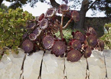 etli bitki bir bahçe içinde