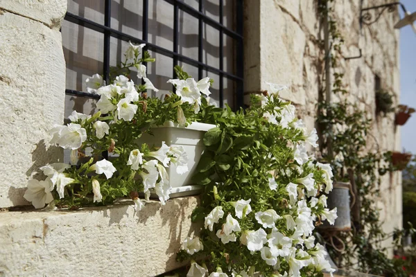 Blommor i ett stenhus fönster — Stockfoto