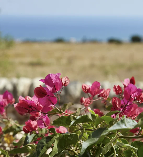 Rode bouganvilleas — Stockfoto