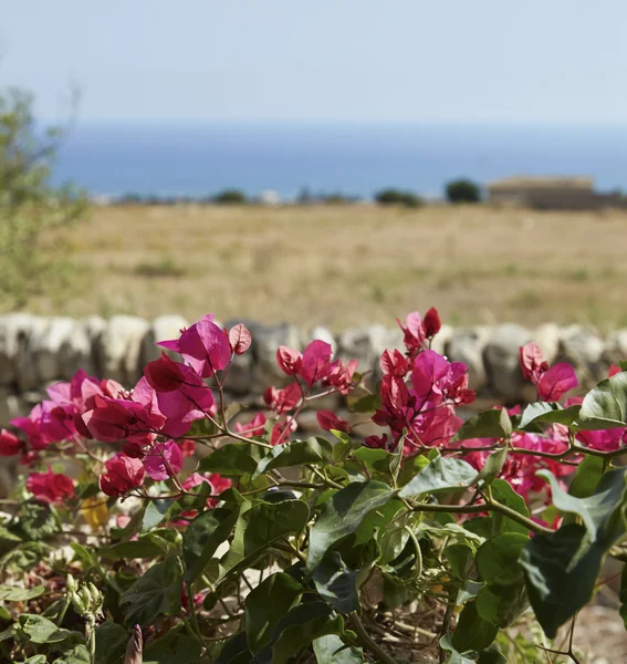 Rode bouganvilleas — Stockfoto