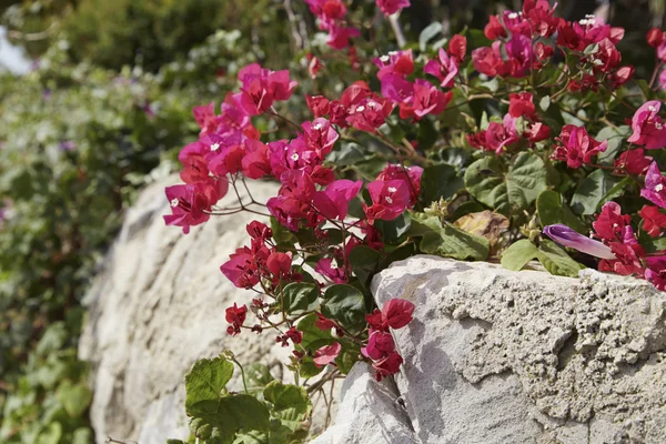 Kırmızı bouganvilleas bir bahçe