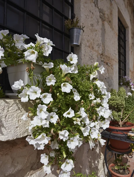 Blommor i ett stenhus fönster — Stockfoto