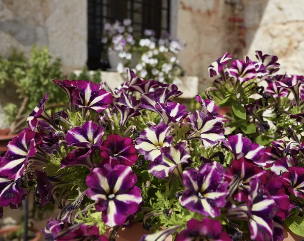 Flores en un jardín — Foto de Stock