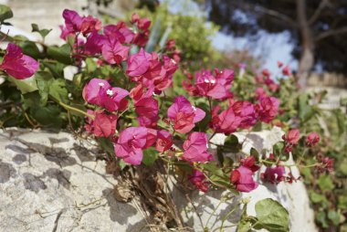Kırmızı bouganvilleas
