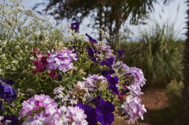 Bahçedeki çiçekler