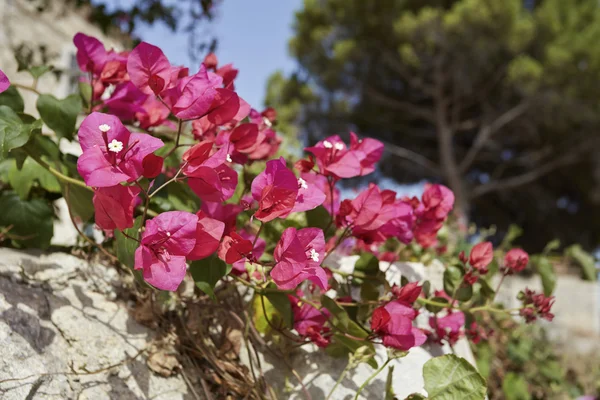 Bouganvilleas rojas — Foto de Stock