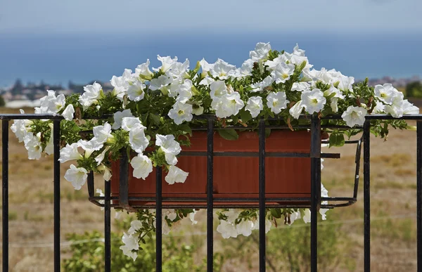 Белые цветы на балконе — стоковое фото