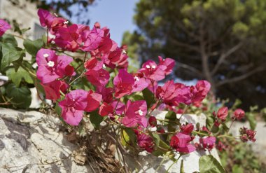 Kırmızı bouganvilleas