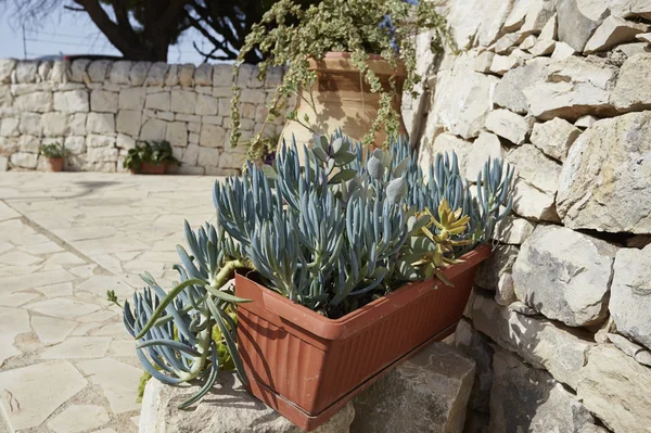 Plantas suculentas y paredes típicas de piedra siciliana en un jardín — Foto de Stock