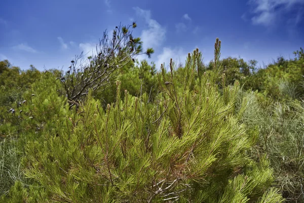 Randello Natural Park — Stock Photo, Image