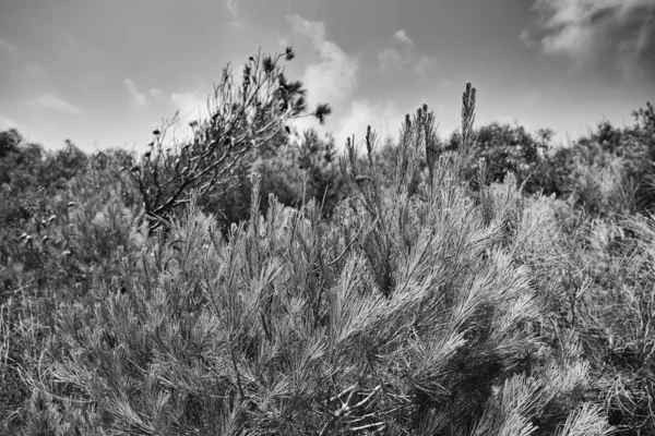 Randello Natural Park — Stock Photo, Image