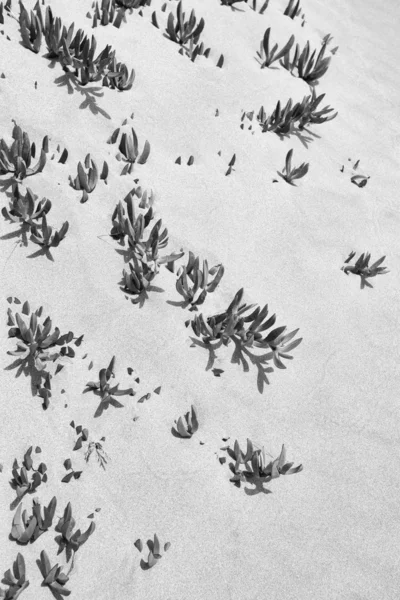 Суккулентные растения растут в песке — стоковое фото