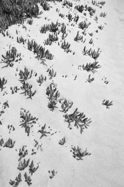 Суккулентные растения растут в песке — стоковое фото