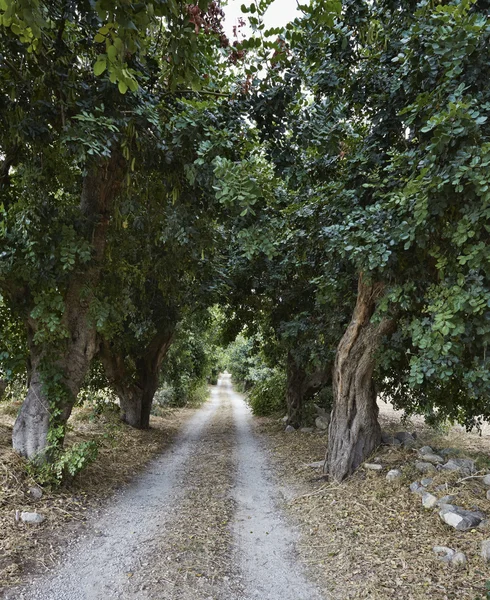 Carob träd — Stockfoto